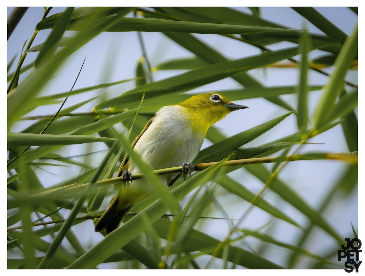 Lowland White-eye - ML644334531