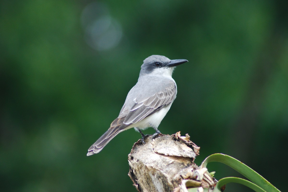 Gray Kingbird - ML644334536