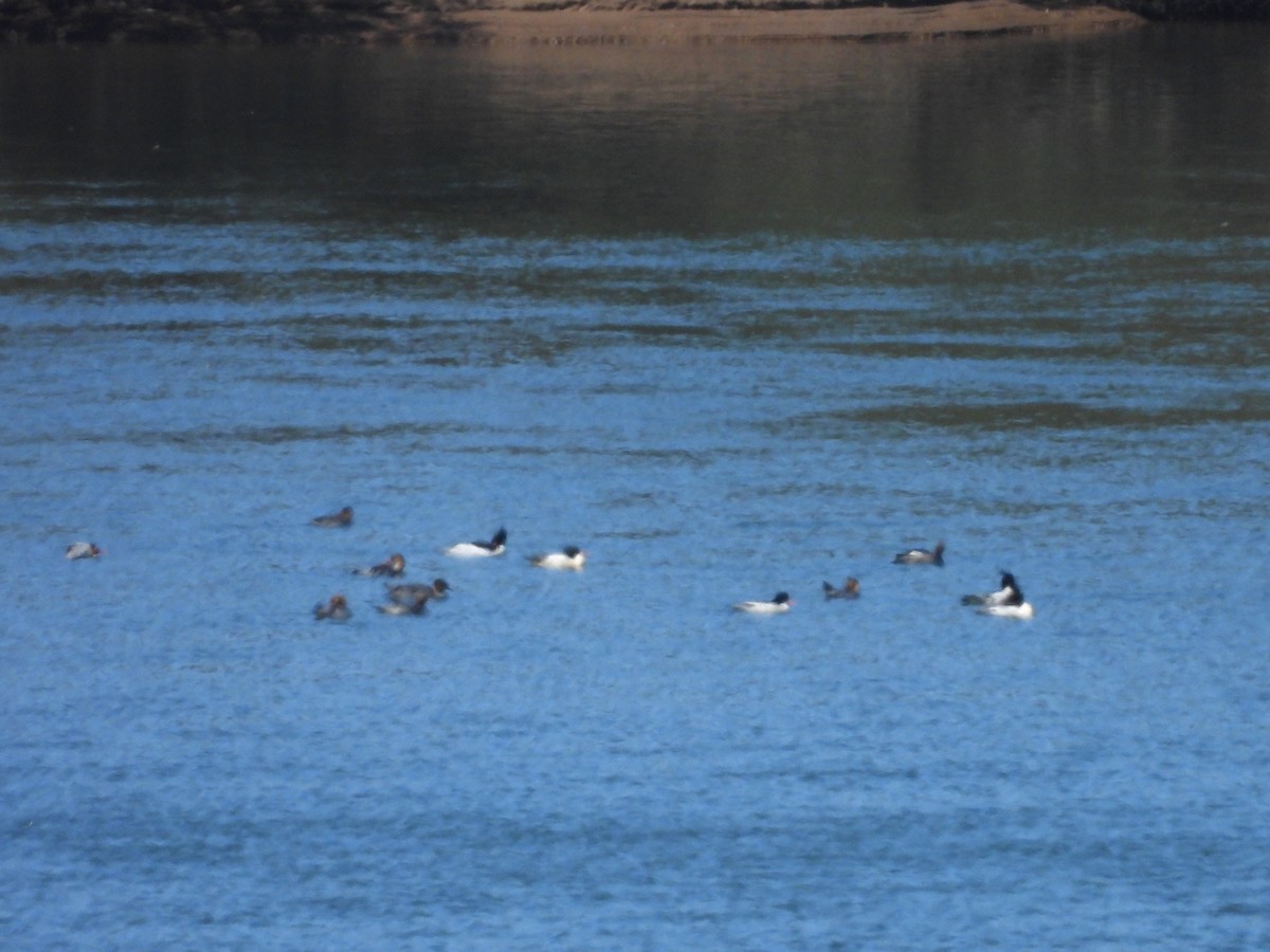 Крех китайський - ML644334539