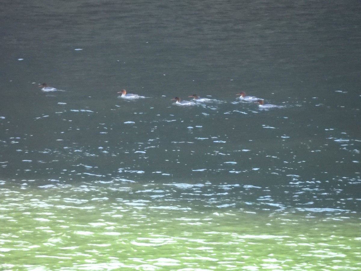 Крех китайський - ML644334540