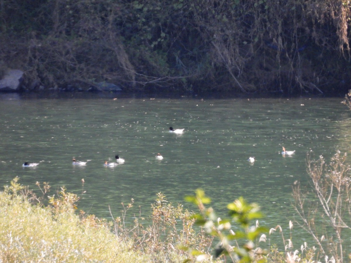 Крех китайський - ML644334541