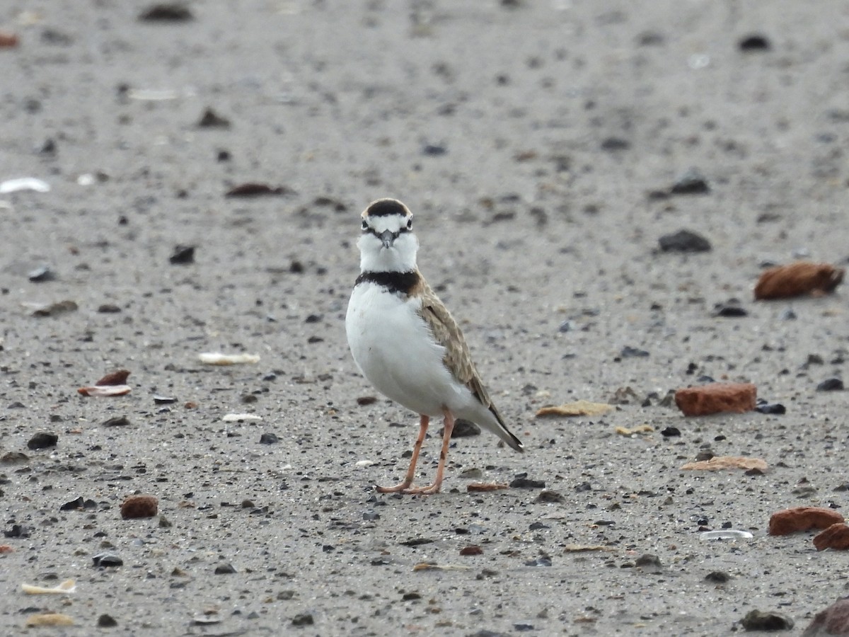 Collared Plover - ML644334545