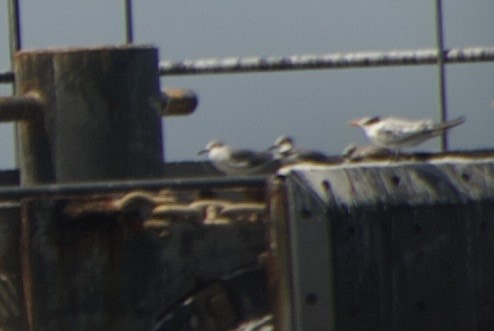 ワライカモメ - ML644334546