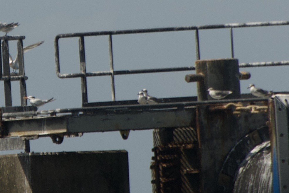 ワライカモメ - ML644334547