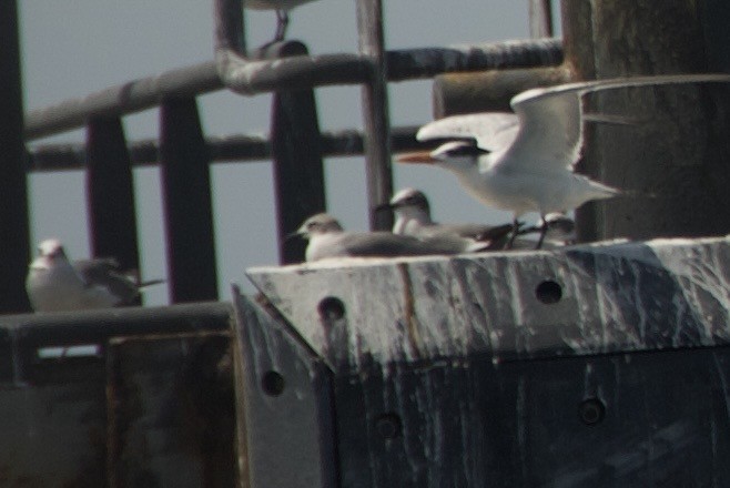 ワライカモメ - ML644334548