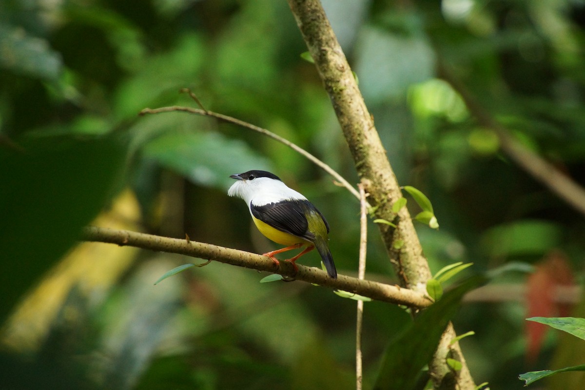 White-collared Manakin - ML644334553