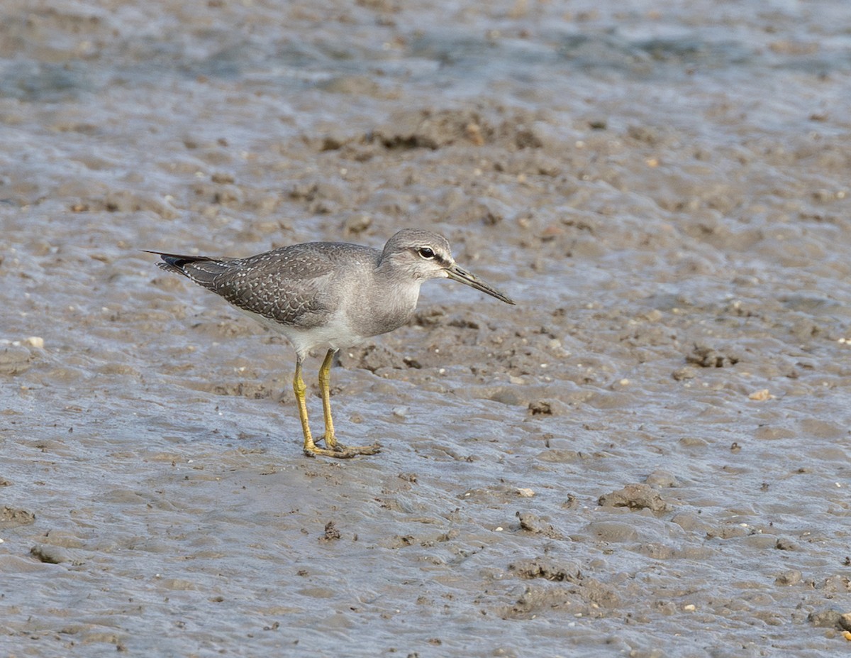 Gray-tailed Tattler - ML644334555