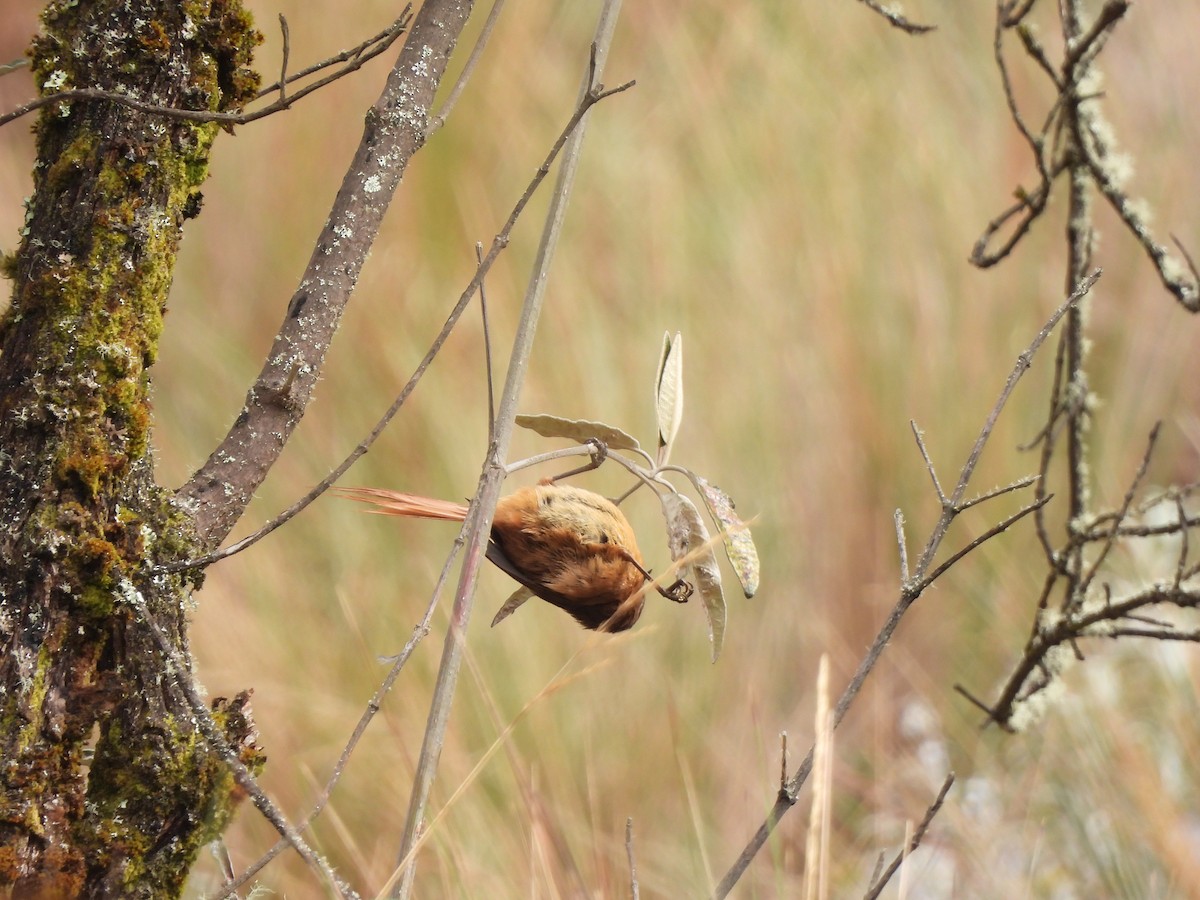 Tawny Tit-Spinetail - ML644334556