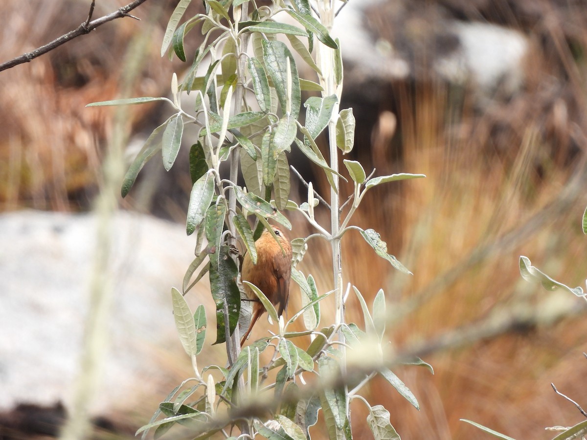 Tawny Tit-Spinetail - ML644334558