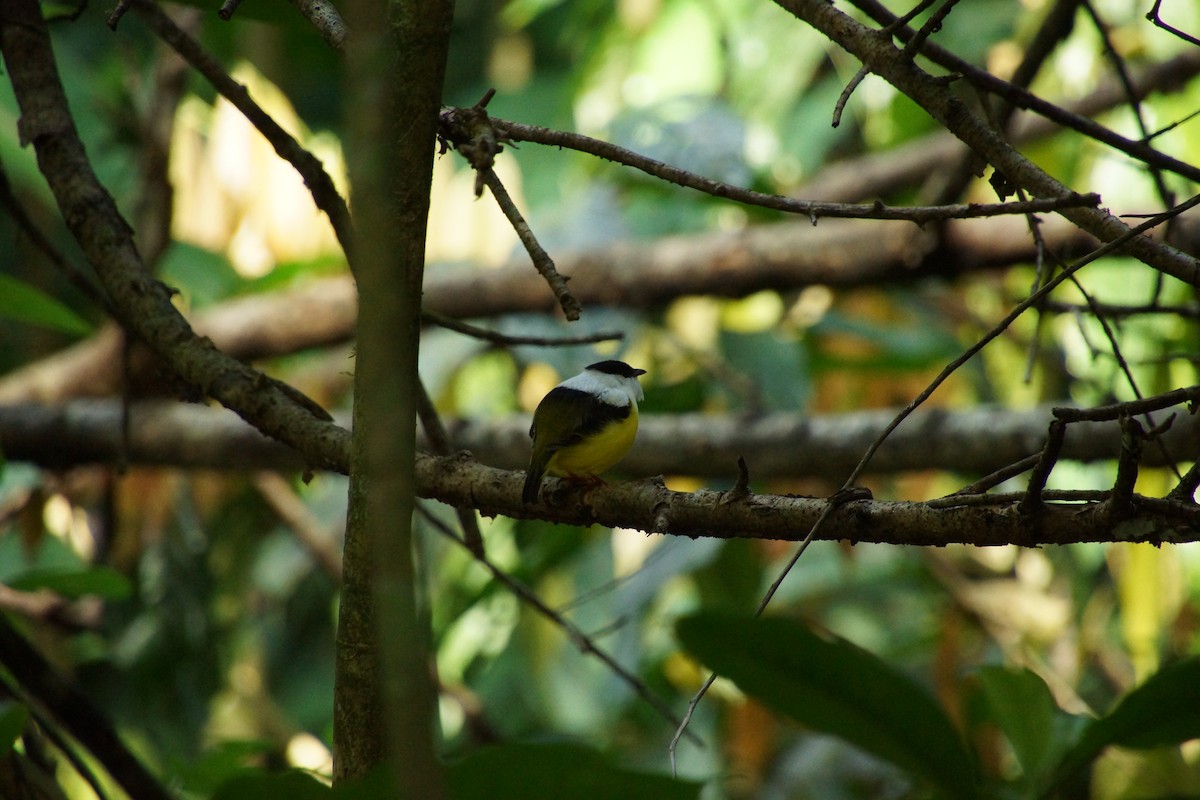 White-collared Manakin - ML644334564