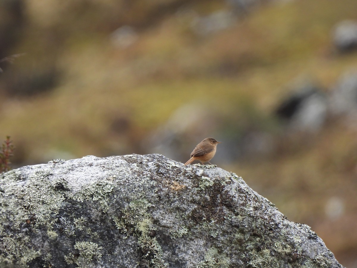 střízlík jižní - ML644334580