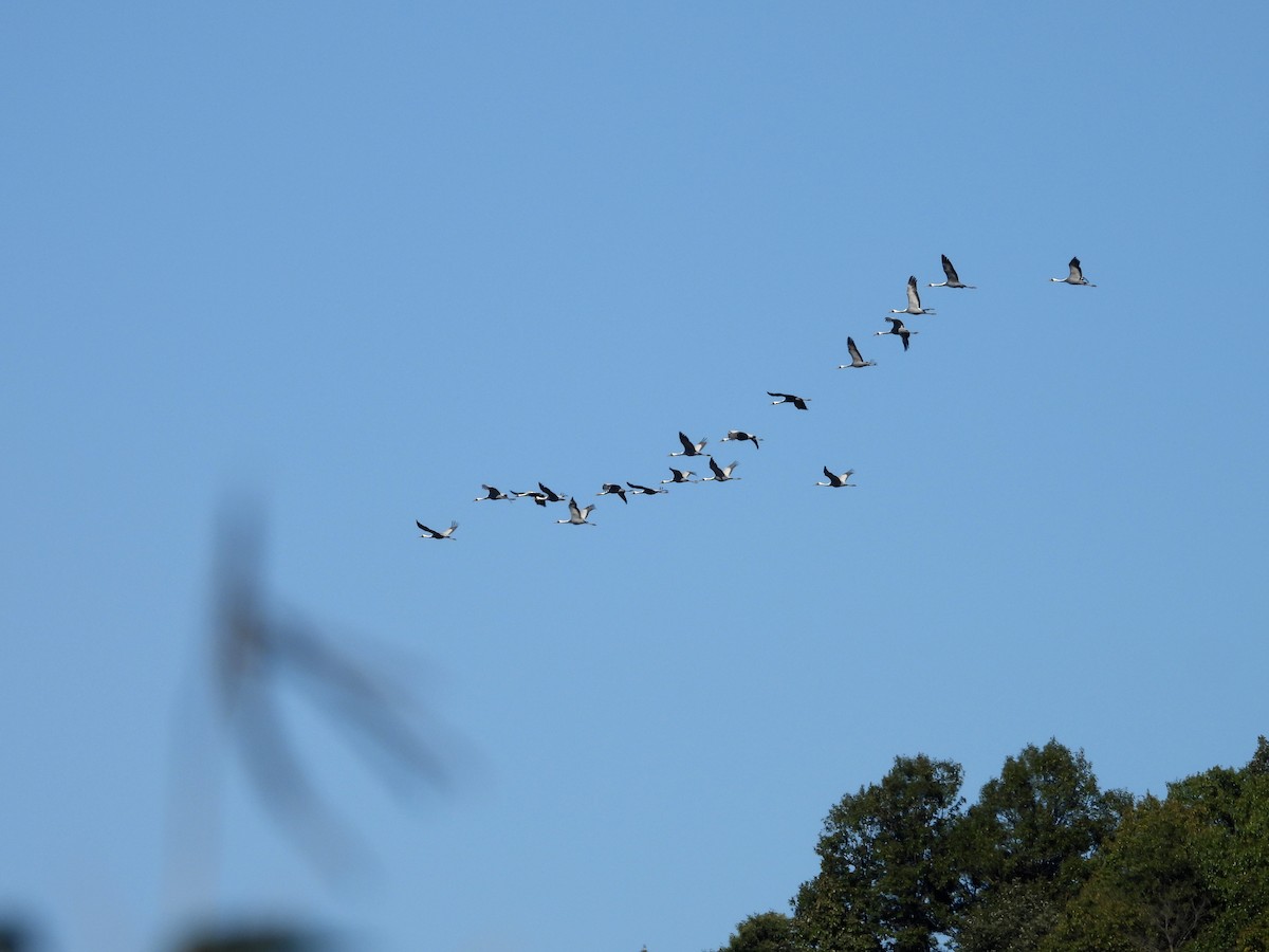 hvitnakketrane - ML644334581