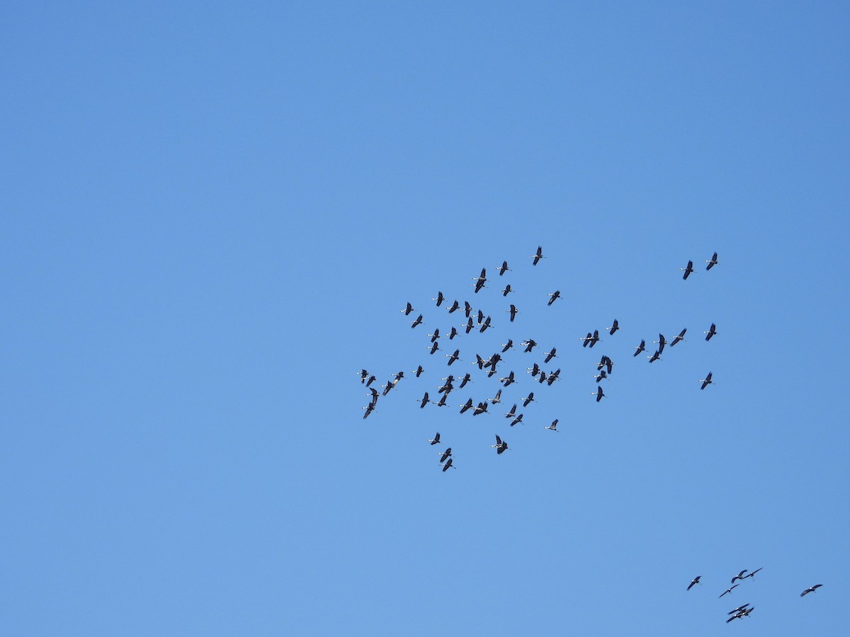 hvitnakketrane - ML644334582