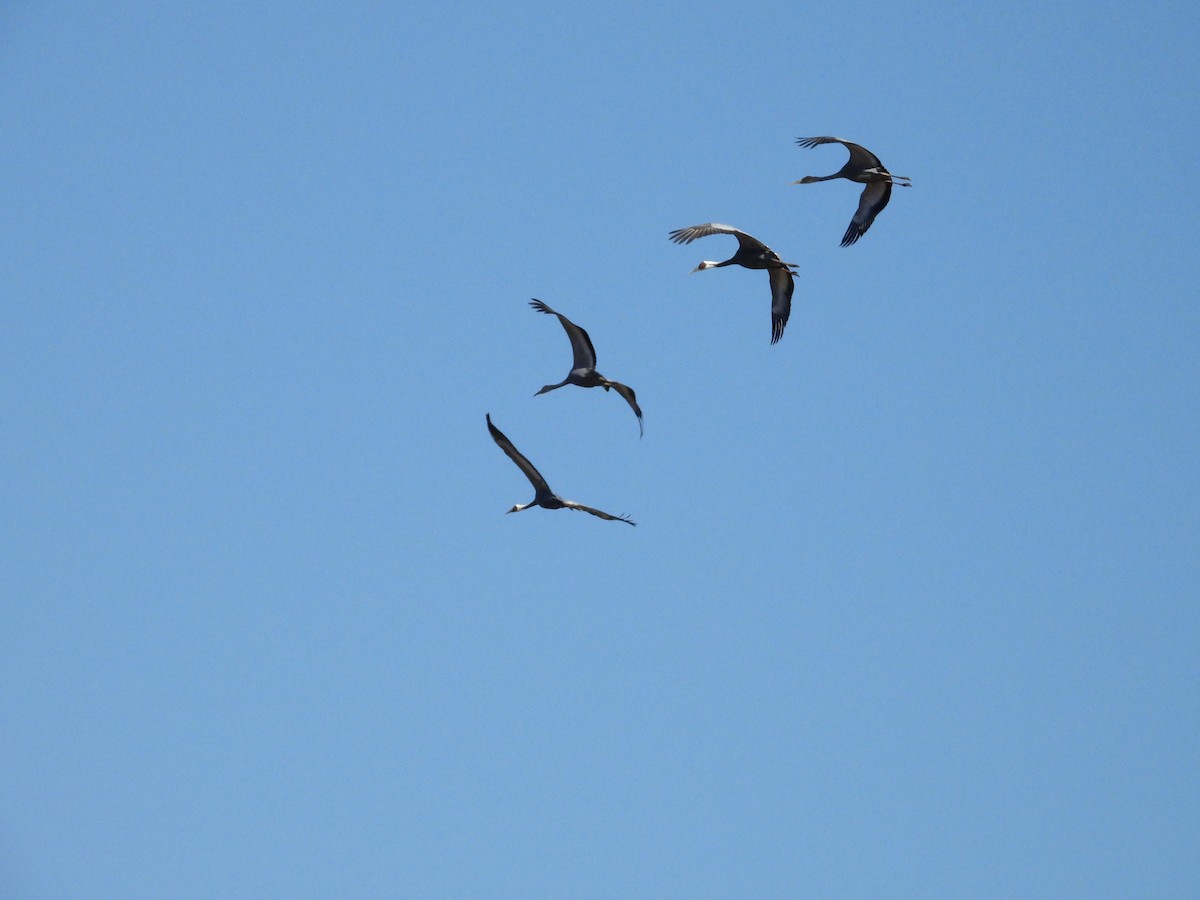 hvitnakketrane - ML644334583