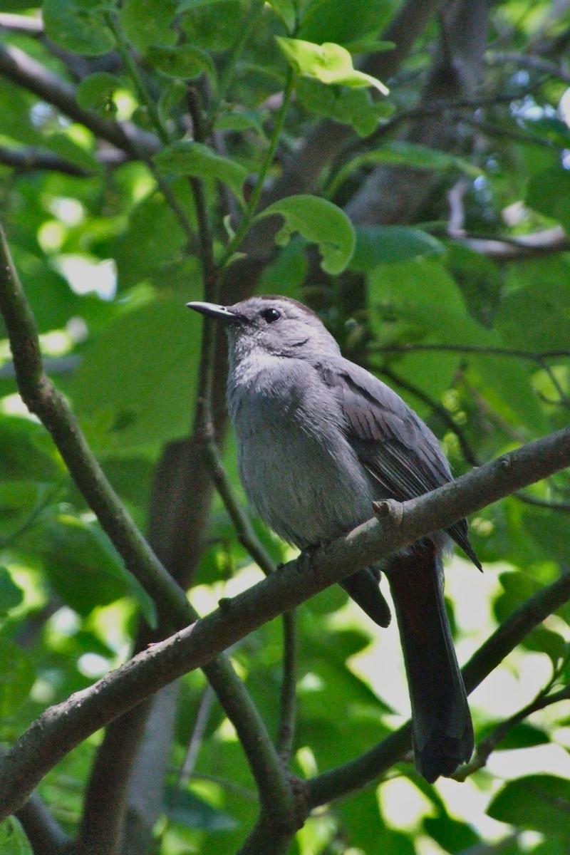 Gray Catbird - ML644334586