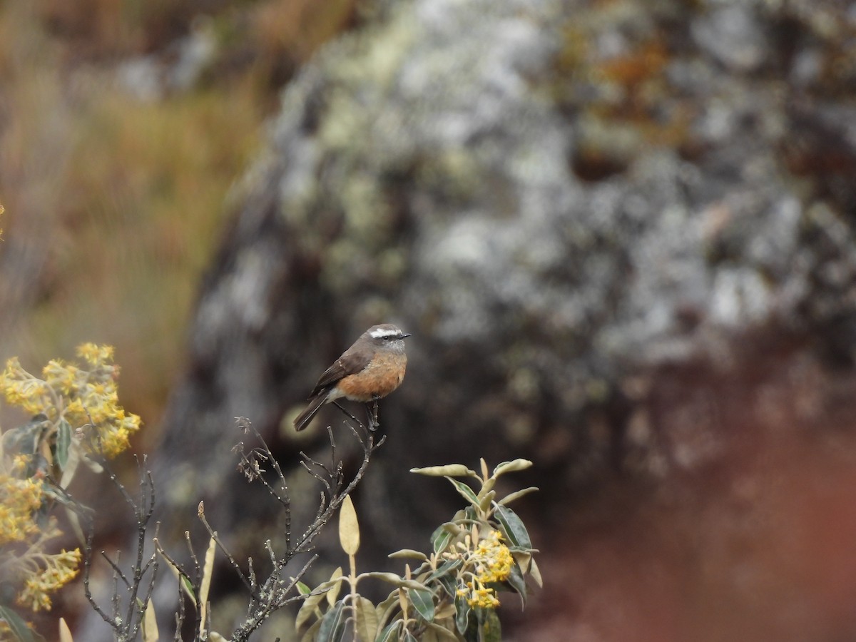 d'Orbigny's Chat-Tyrant - ML644334592