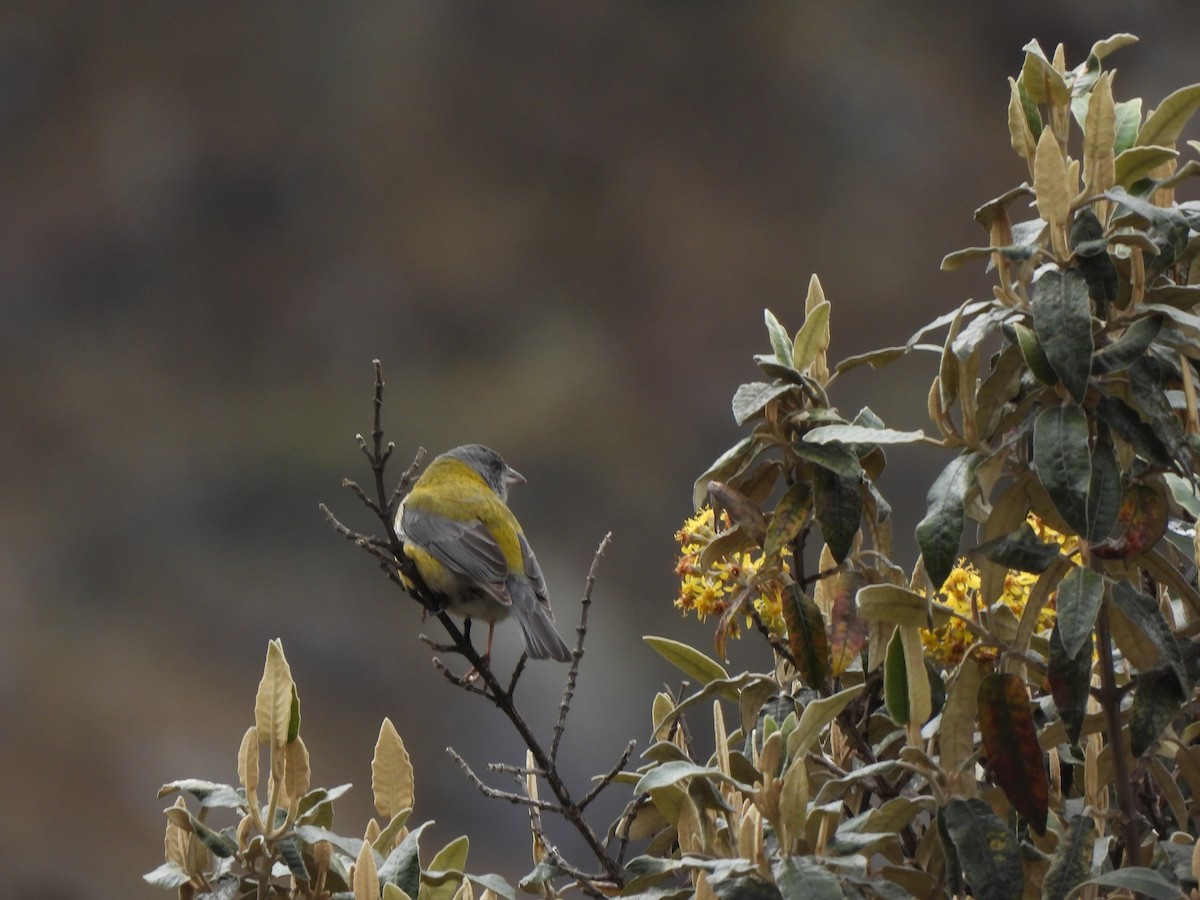 Peruvian Sierra Finch - ML644334614