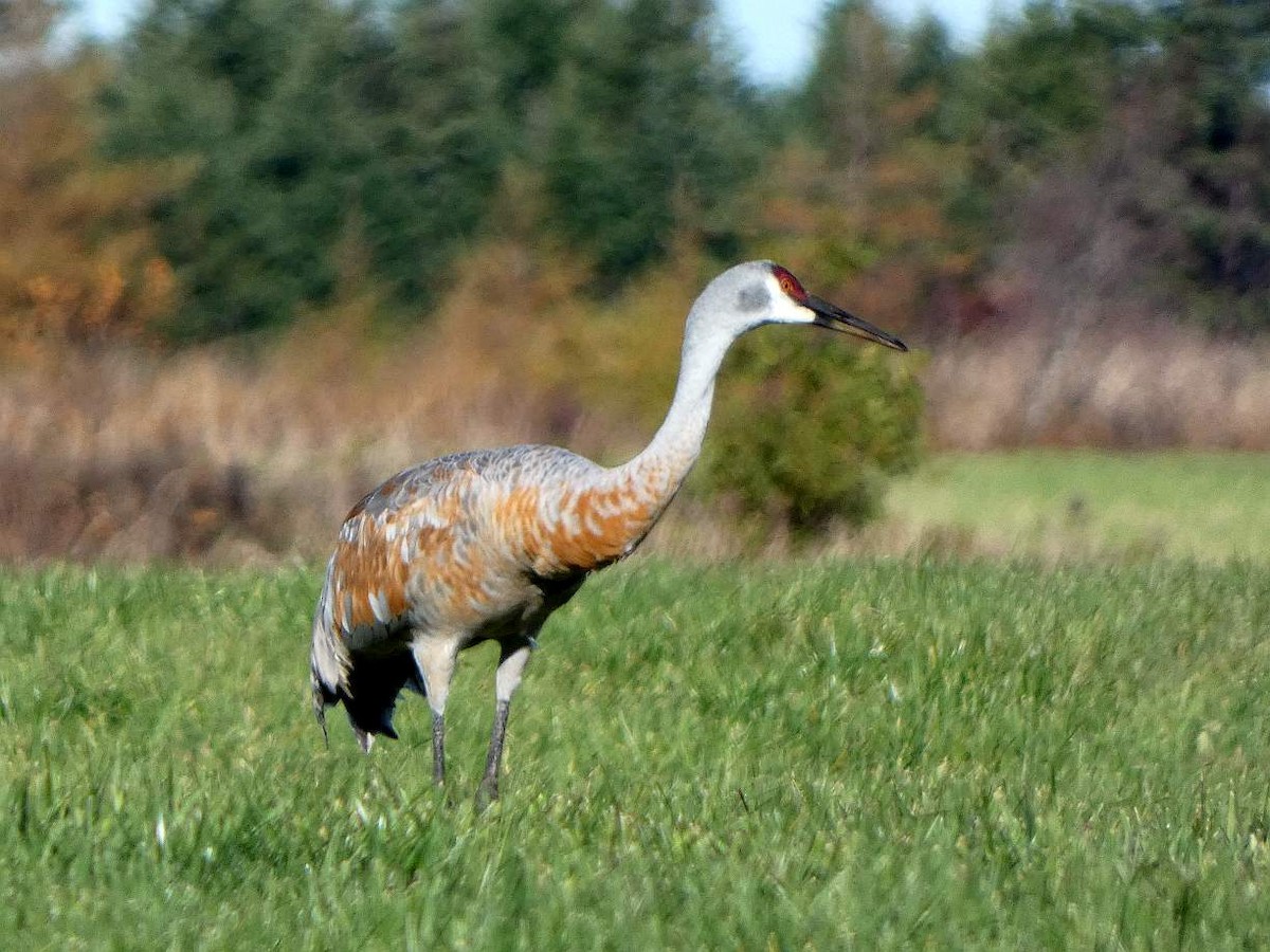 Sandhill Crane - ML644334617