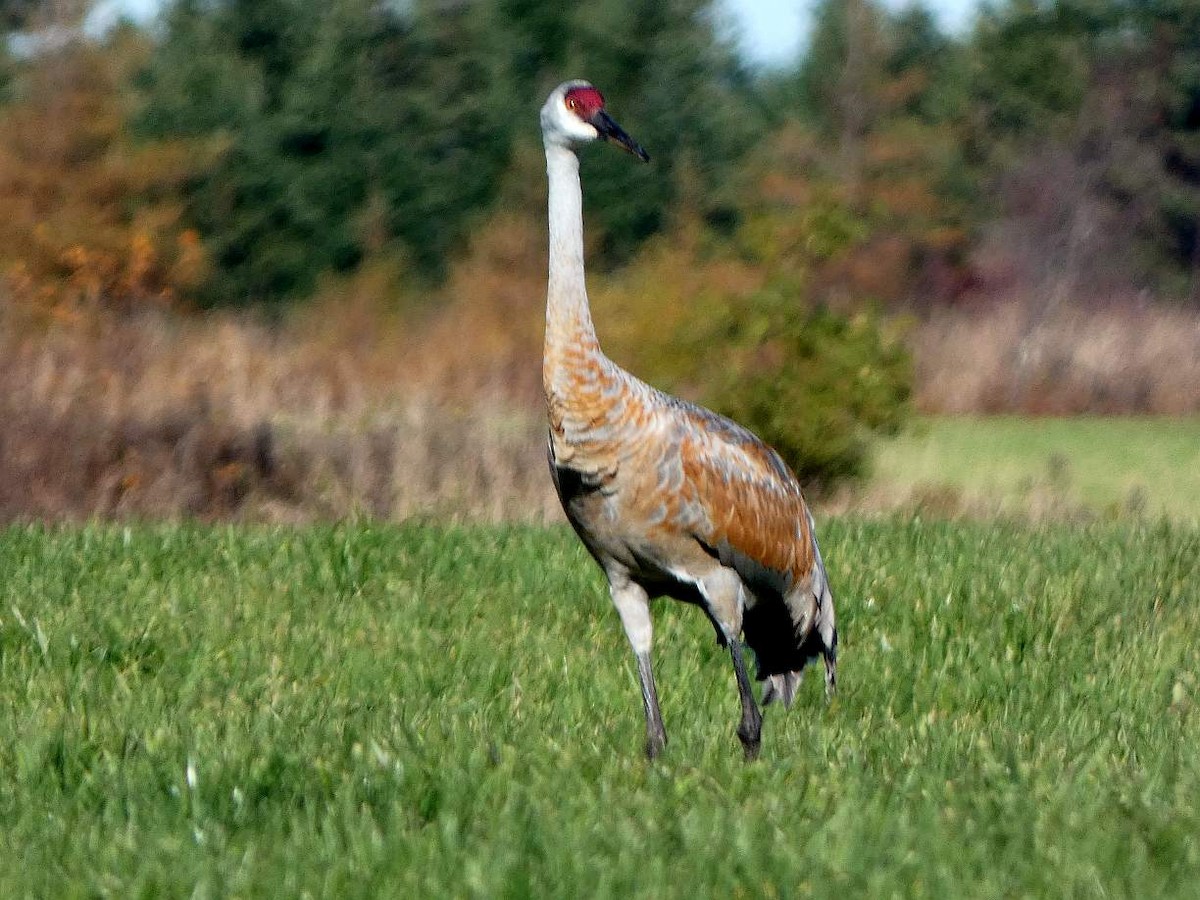 Sandhill Crane - ML644334618