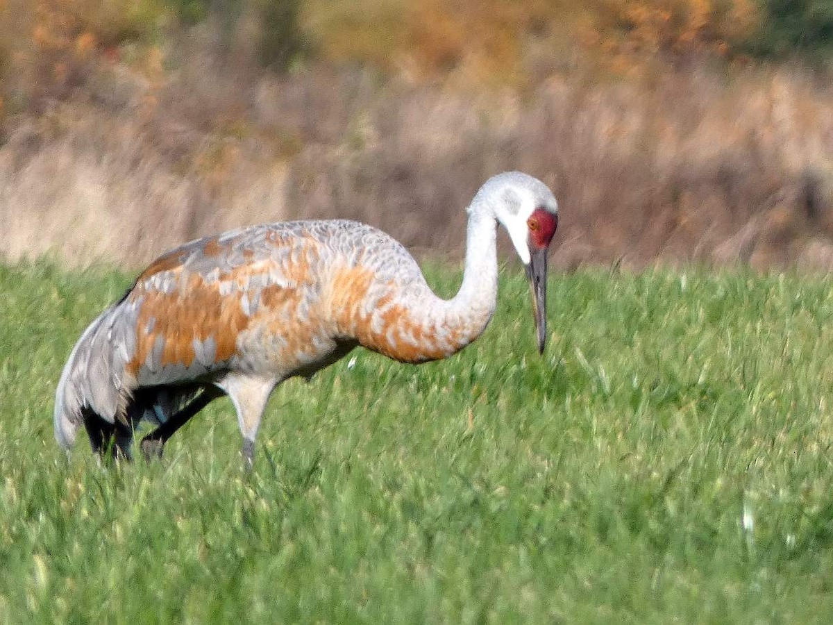 Sandhill Crane - ML644334619