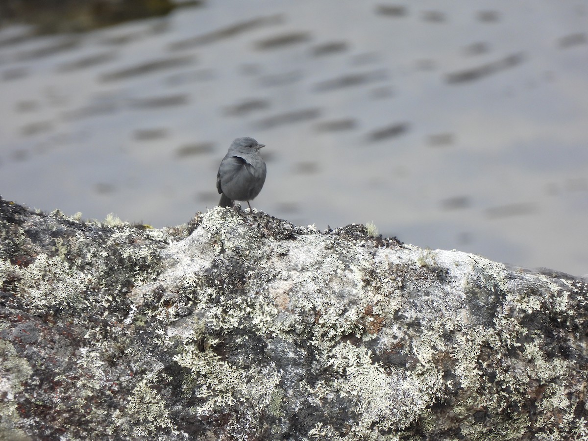 Plumbeous Sierra Finch - ML644334620