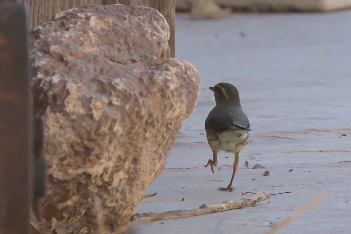 Northern Waterthrush - ML644334627