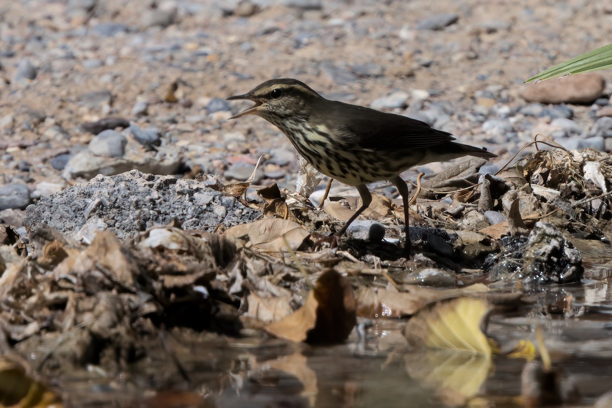 Northern Waterthrush - ML644334628