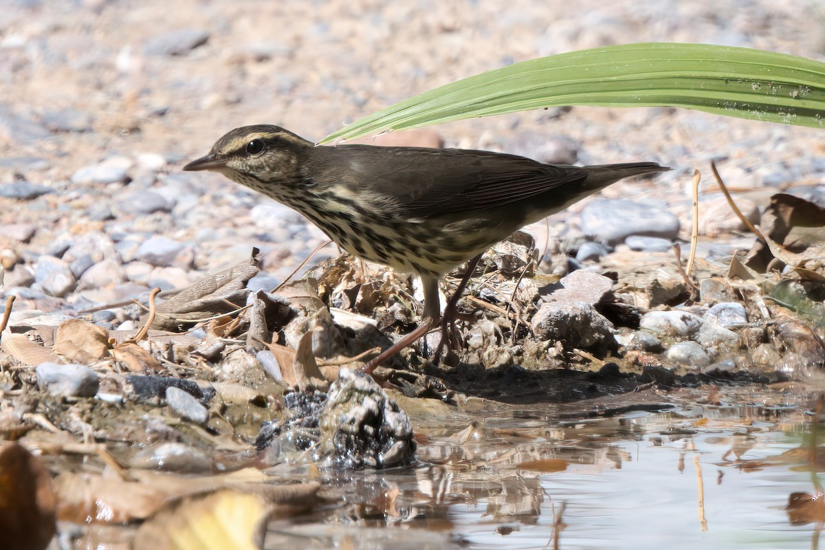 Northern Waterthrush - ML644334629