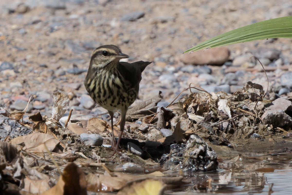 Northern Waterthrush - ML644334630