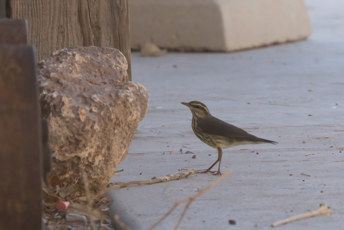 Northern Waterthrush - ML644334631