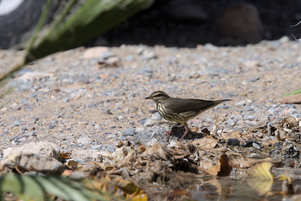 Northern Waterthrush - ML644334632