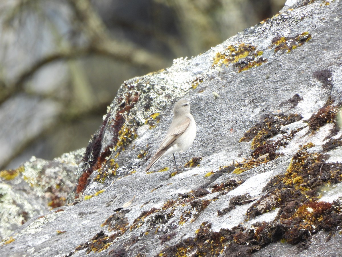 Taczanowski's Ground-Tyrant - ML644334643