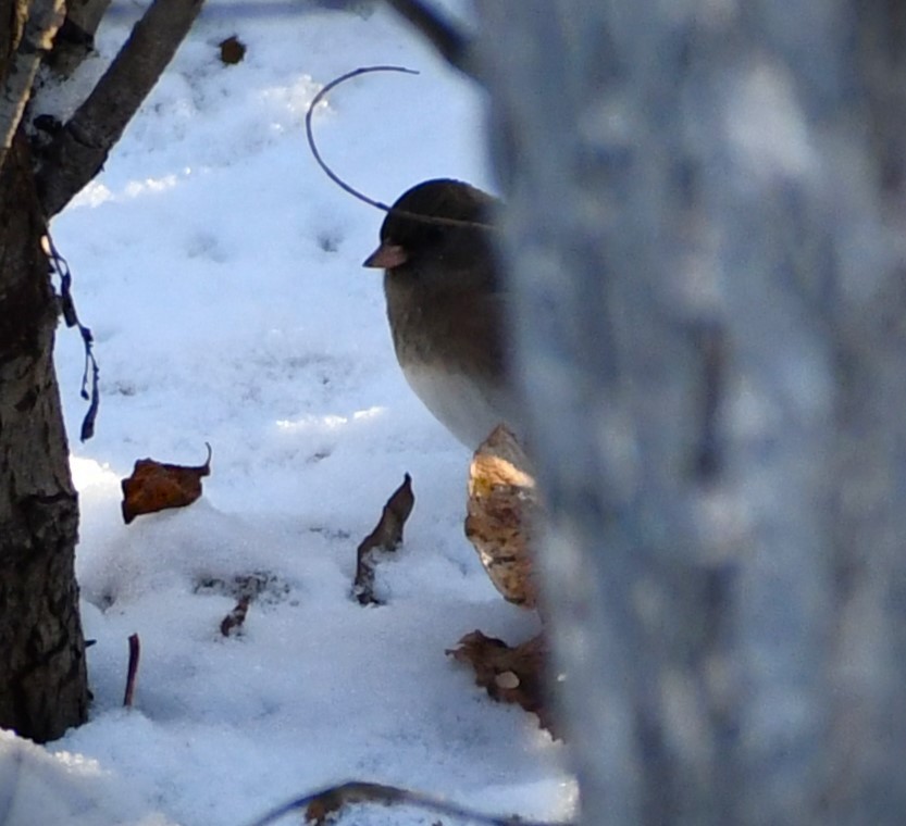 Dark-eyed Junco - ML644334653