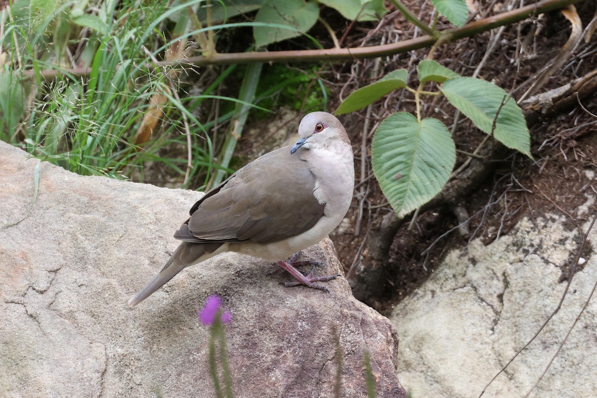 White-tipped Dove - ML644334656