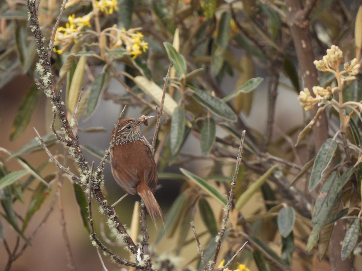 Line-fronted Canastero - ML644334657