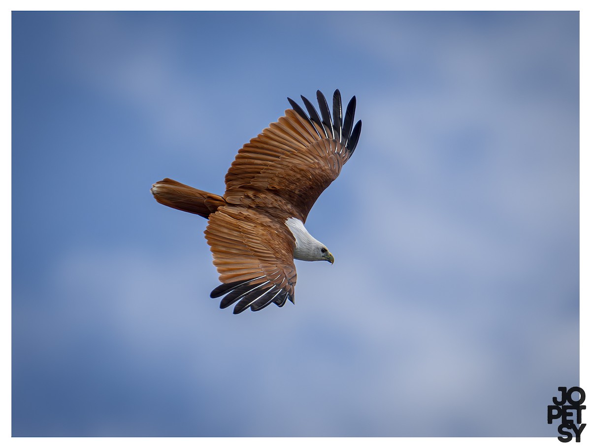 Brahminy Kite - ML644334662