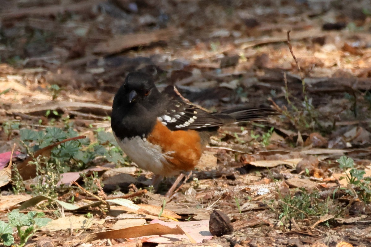 Spotted Towhee - ML644334665
