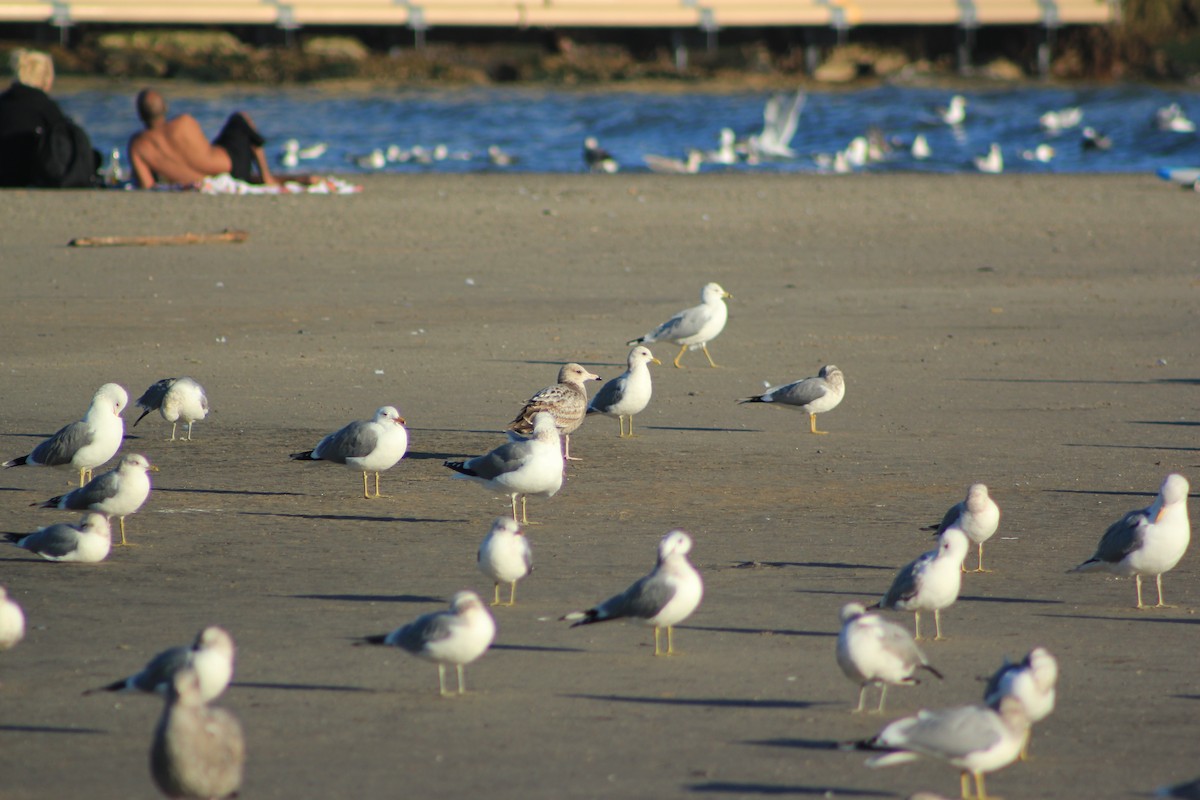 שחף עקוד-מקור - ML644334666