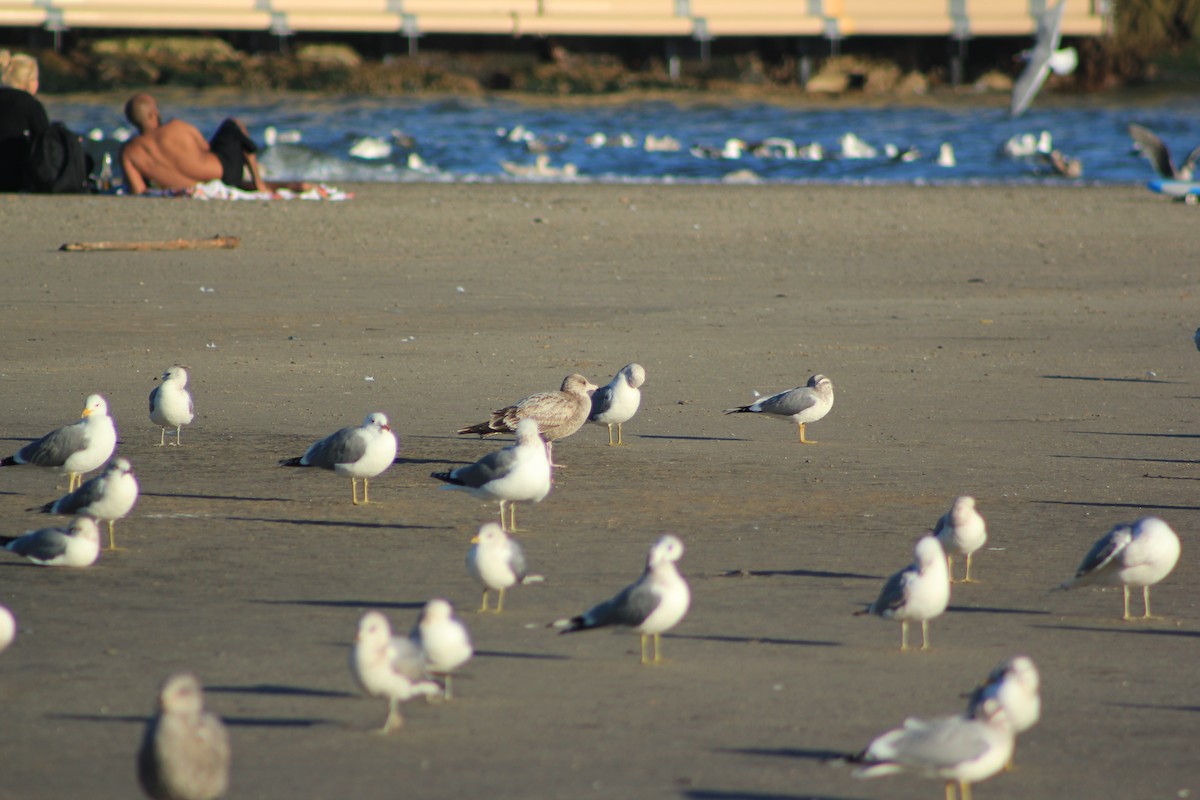 שחף עקוד-מקור - ML644334667