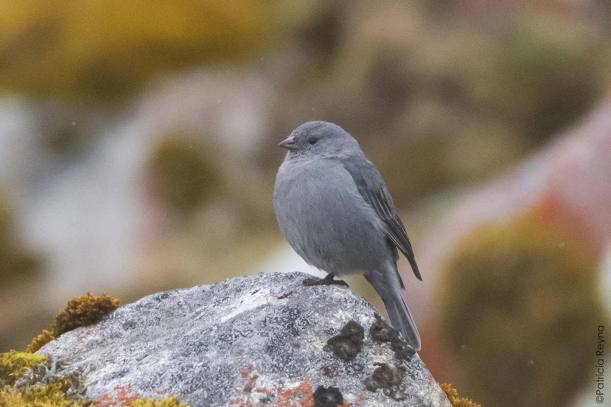 Plumbeous Sierra Finch - ML644334668