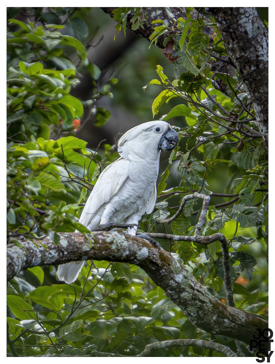 White Cockatoo - ML644334670