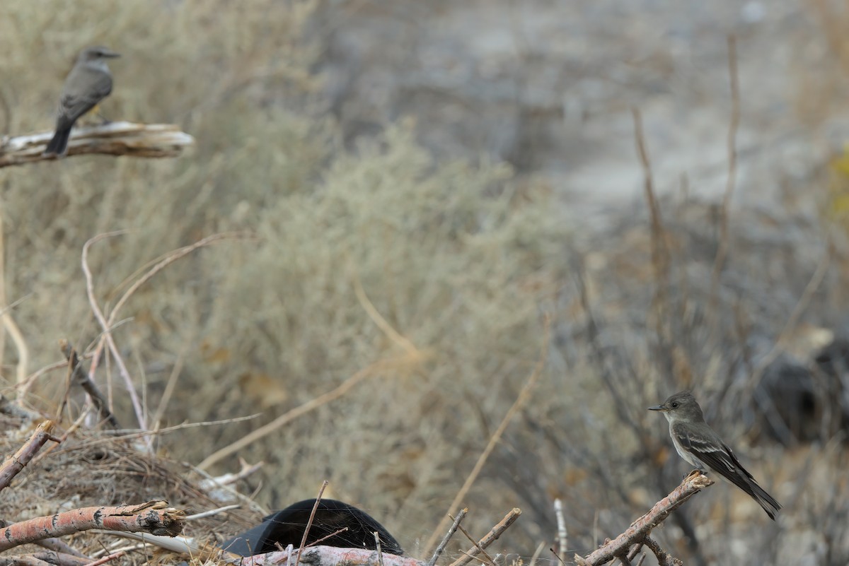 Western Wood-Pewee - ML644334679