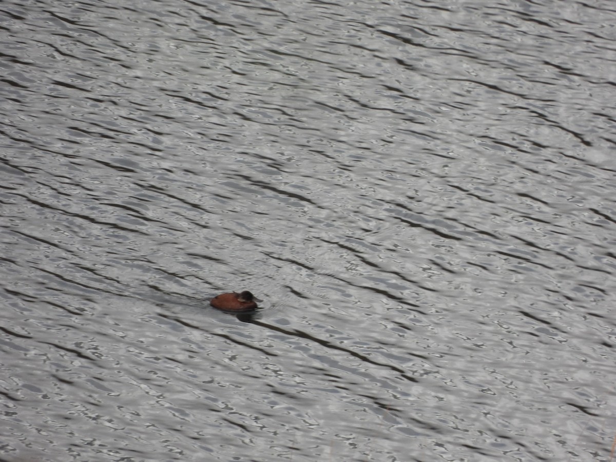 kachnice andská - ML644334691