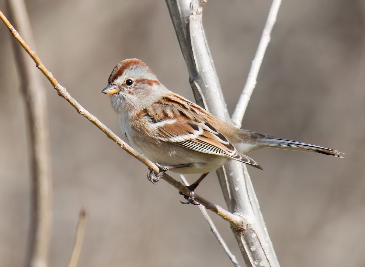 American Tree Sparrow - ML644334696