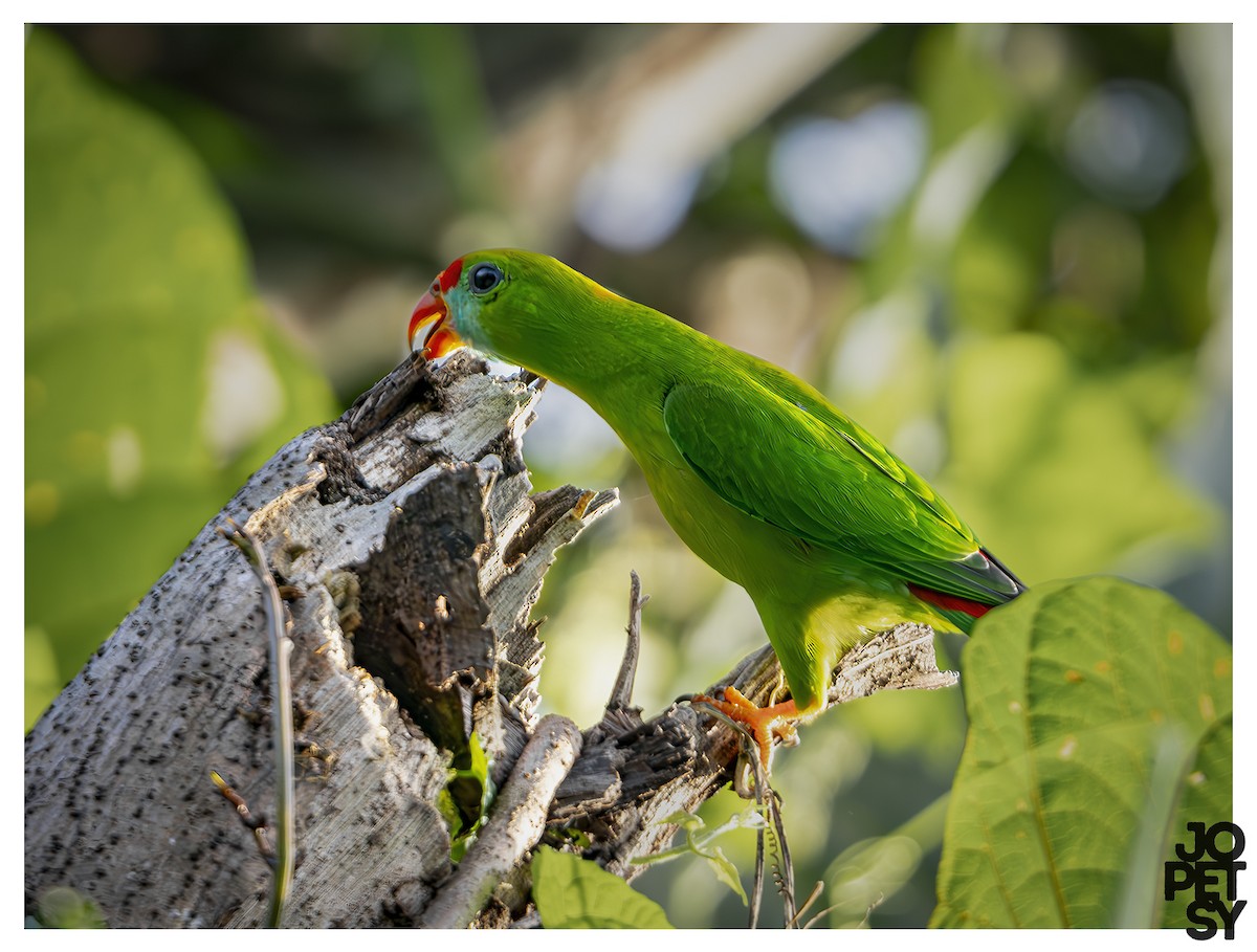 Philippine Hanging-Parrot - ML644334697