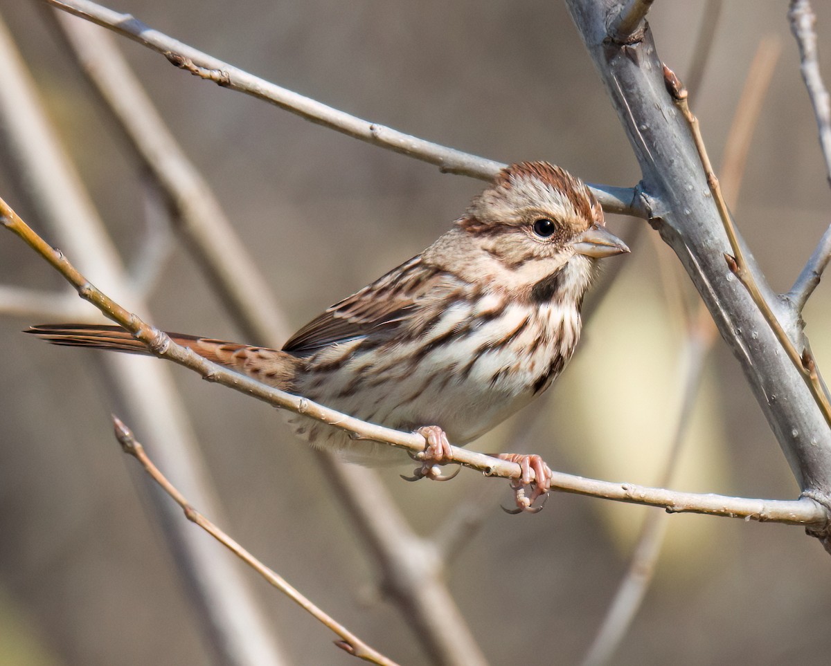 Song Sparrow - ML644334708