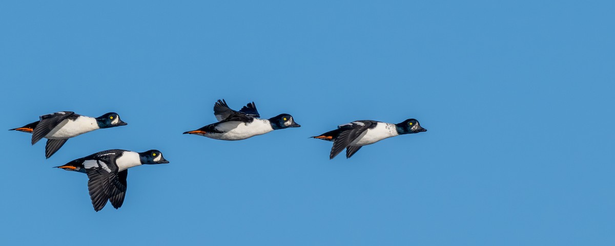 キタホオジロガモ - ML644334726