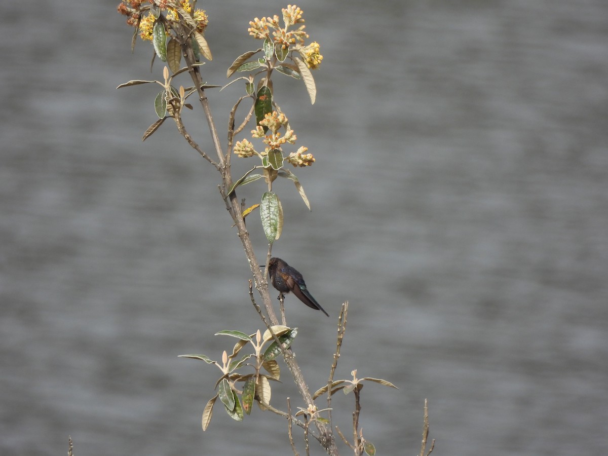 kolibřík modropláštíkový - ML644334727