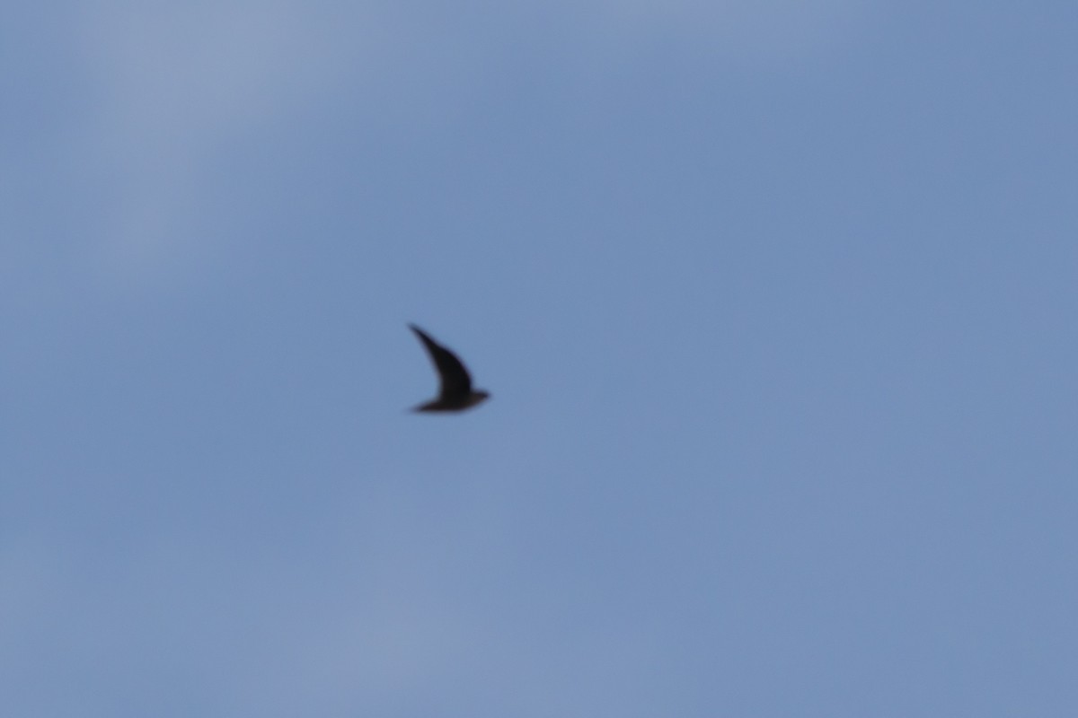 Vaux's Swift - ML644334728