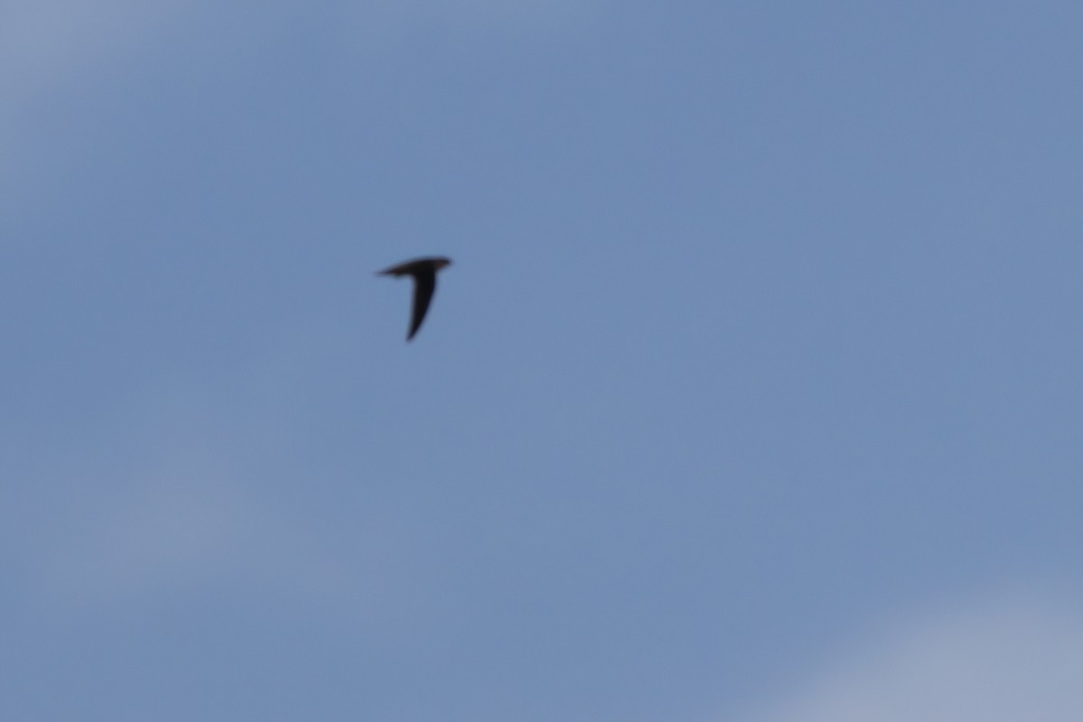 Vaux's Swift - ML644334729